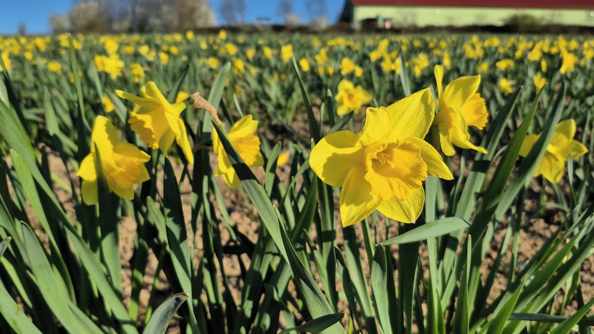 Květiny za tři koruny. Samosběr oblíbených narcisů láká návštěvníky k Fulneku